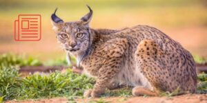 La UCM y el CSIC logran producir por primera vez embriones de lince ibérico en laboratorio