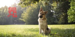 ¿Por qué los perros inclinan la cabeza cuando les hablamos? Nueva evidencia sobre lateralización cerebral y diferencias entre machos y hembras