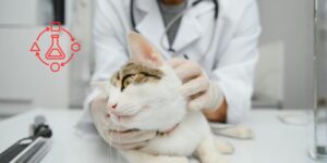 Desarrollo de tumores malignos en gatos y factores asociados en un estudio multicéntrico italiano