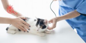 Dolor y manejo analgésico en gatos, claves clínicas de una nueva colección científica en acceso abierto