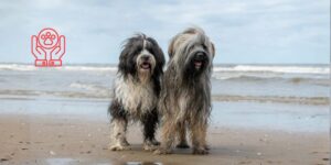 Día Mundial de la Esterilización Animal y el debate actual sobre su indicación en perros y gatos