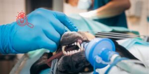Hipotermia en pacientes anestesiados, causas, monitorización y manejo en perros y gatos