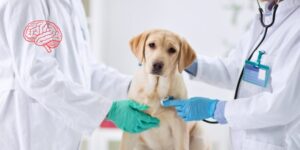 Evolución del líquido cefalorraquídeo en perros con meningoencefalomielitis de origen desconocido tratados con citarabina