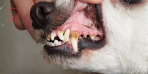 Un hidrogel inyectable de fibroína de seda con nanohidroxiapatita magnética induce la diferenciación ósea en células periodontales caninas