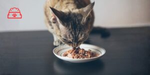 Evaluada la digestibilidad y aceptación de una dieta felina con biomasa de células cultivadas de hámster