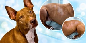 Alopecia simétrica de los flancos en un perro hipotiroideo